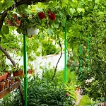 Cherry 2* 소조폴