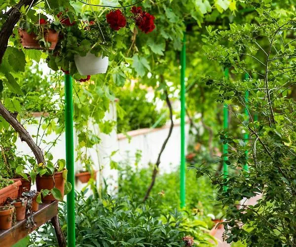 Cherry 2* سوزوبول